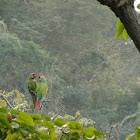 Guacamaya verde