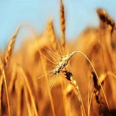 Farm Manager