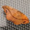 Juniper twig geometer moth