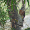 Philippine hawk cuckoo