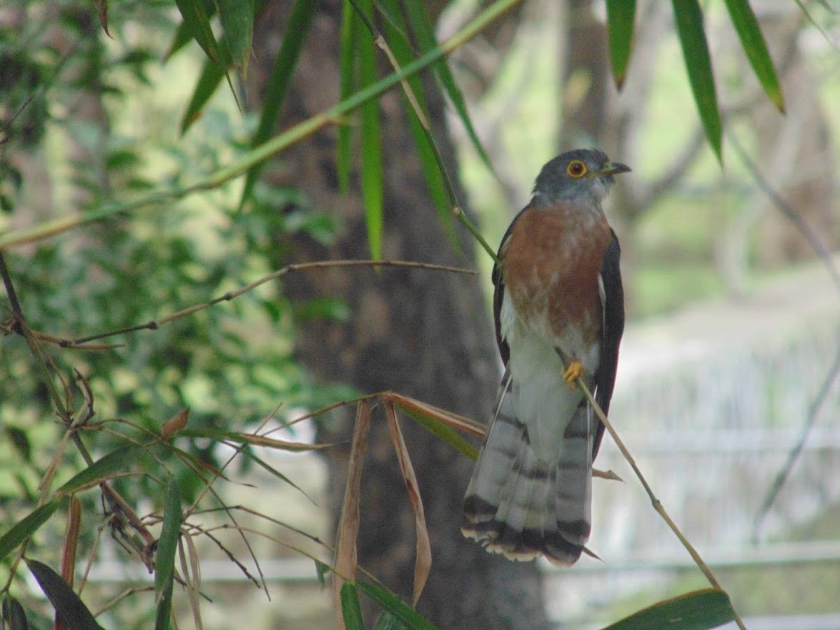 Philippine hawk cuckoo
