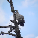 INDIAN VULTURE