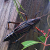 Eastrn Lubber grasshopper