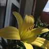 Yellow Day Lilly