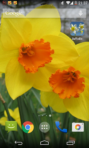 Daffodils Live Wallpaper