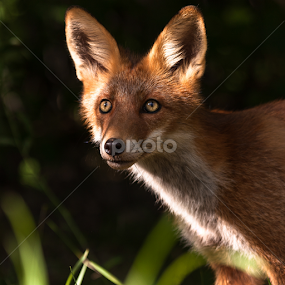 Foxy face by Eriks Zilbalodis - Animals Other Mammals