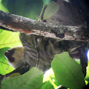Two-Toed Sloth