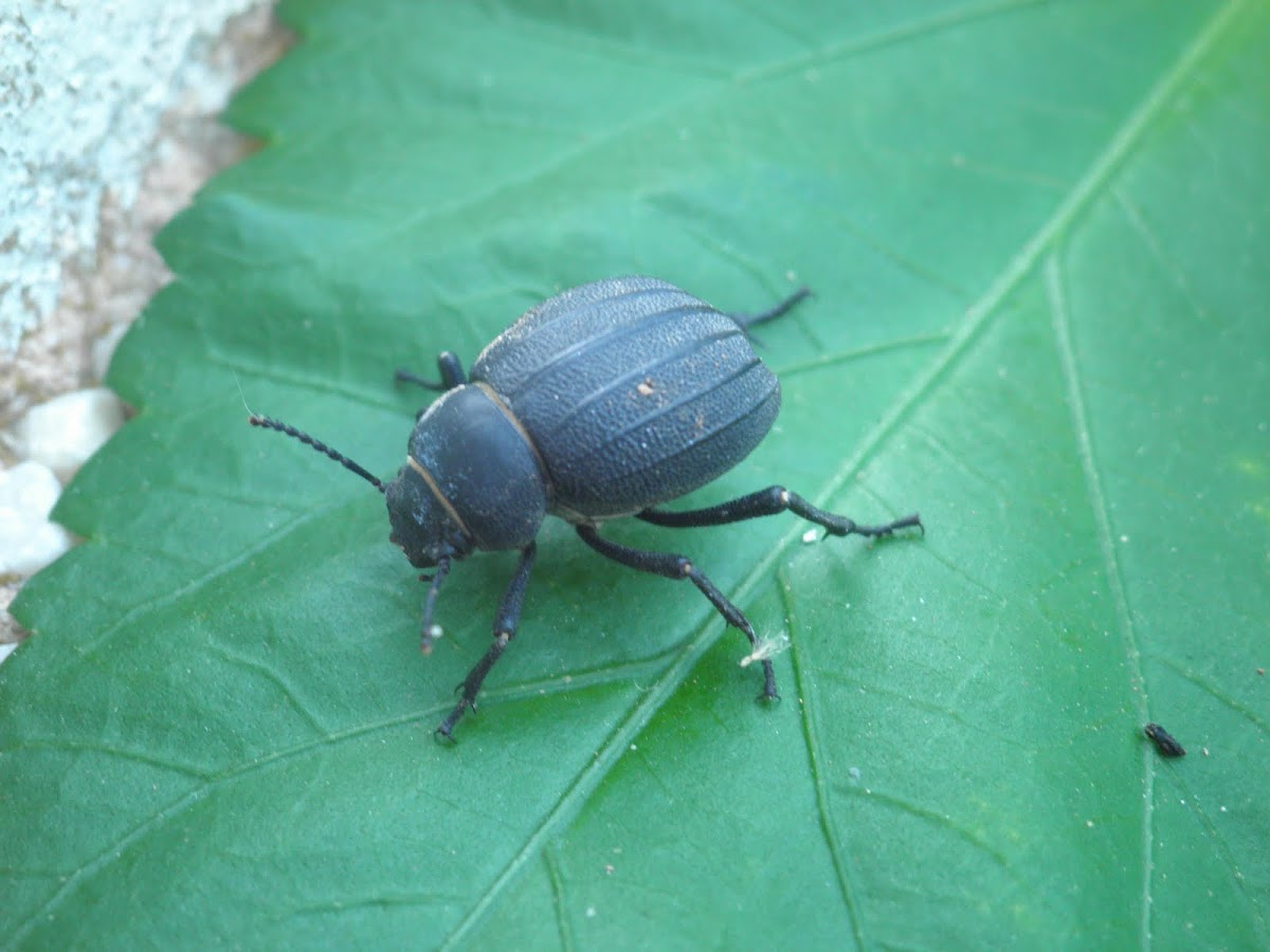 Escarabajo. Beetle