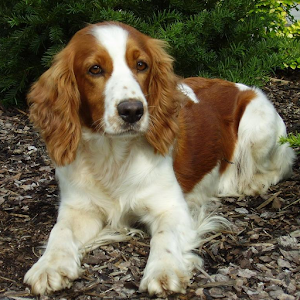 Springer Spaniels Wallpapers 1.0
