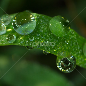 embun by A Hakim - Nature Up Close Other Natural Objects