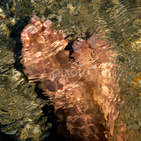 by Swarnendu Dutta - Nature Up Close Water