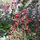 nandina red berries