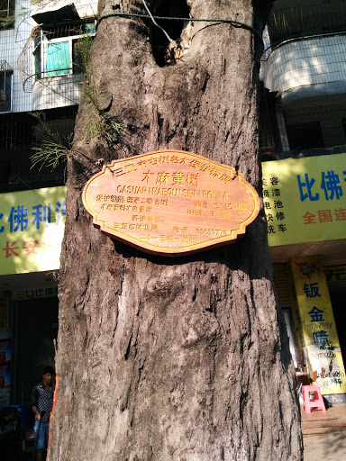 林麻黄树牌