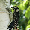 Downy woodpecker (female)