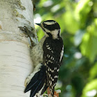 Downy woodpecker (female)