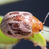 Marble leaf beetle