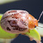 Marble leaf beetle