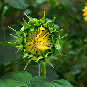 by Becky Holmes - Flowers Flowers in the Wild