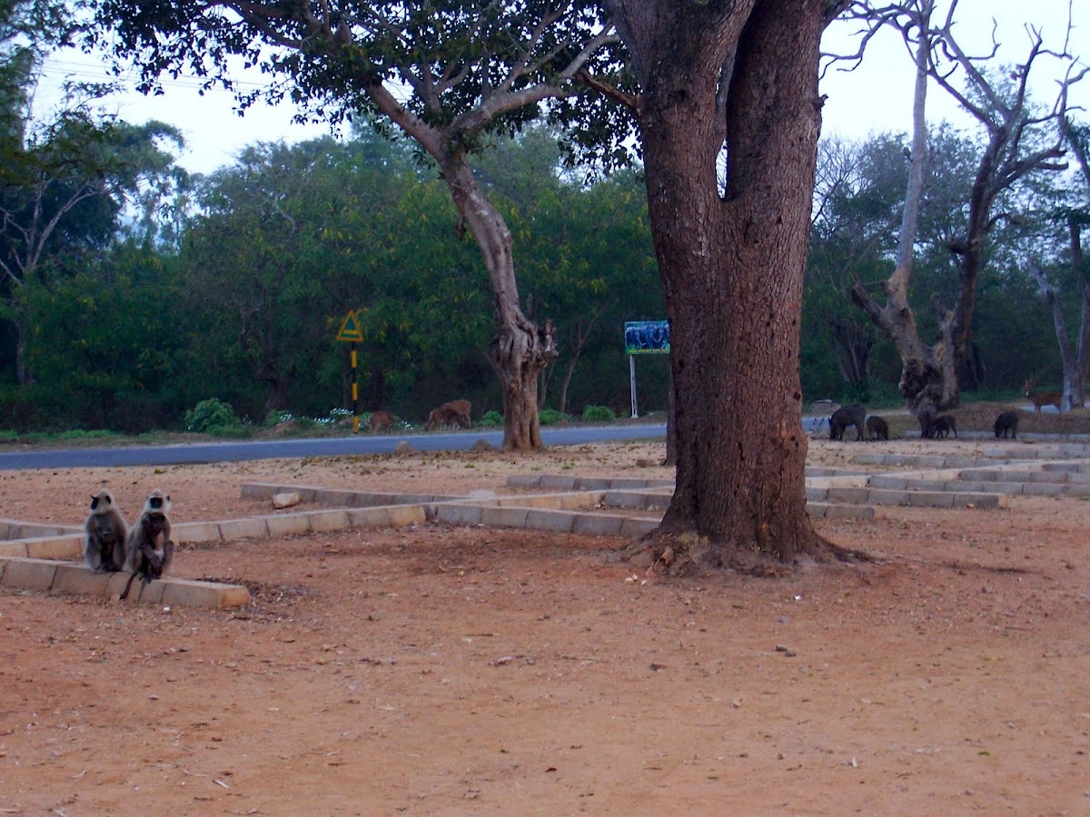 Hanuman langur, spotted deer, wild pig