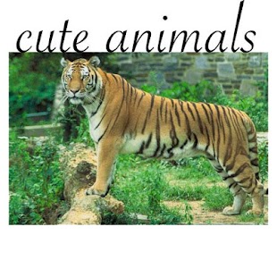 Lastest Cute Animals APK