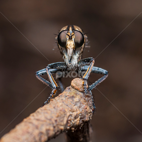robber fly by Yudi Saksono - Animals Insects & Spiders