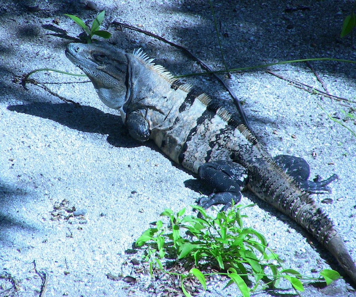 Black spiny tailed iguana