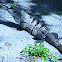 Black spiny tailed iguana