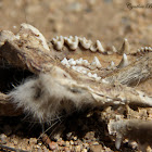 (Juvenile) North American Opossum