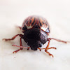 Russet Alder Leaf Beetle