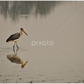 Reflection by Souvik Modak - Animals Birds