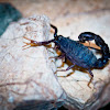 Arabian Fat Tailed Scorpion