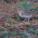 Song Sparrow - Eastern Form