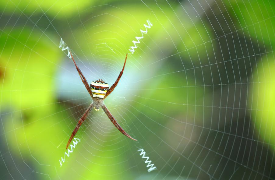 St. Andrew's Cross Spider, Eastern Signature Spider