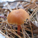 Golden Waxy Cap