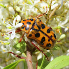 Spotted Flower Chafer
