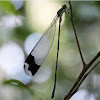 Giant Forest Damselfly