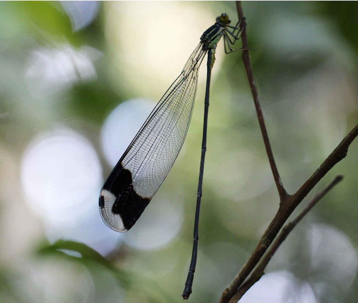 Giant Forest Damselfly