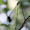 Giant Forest Damselfly