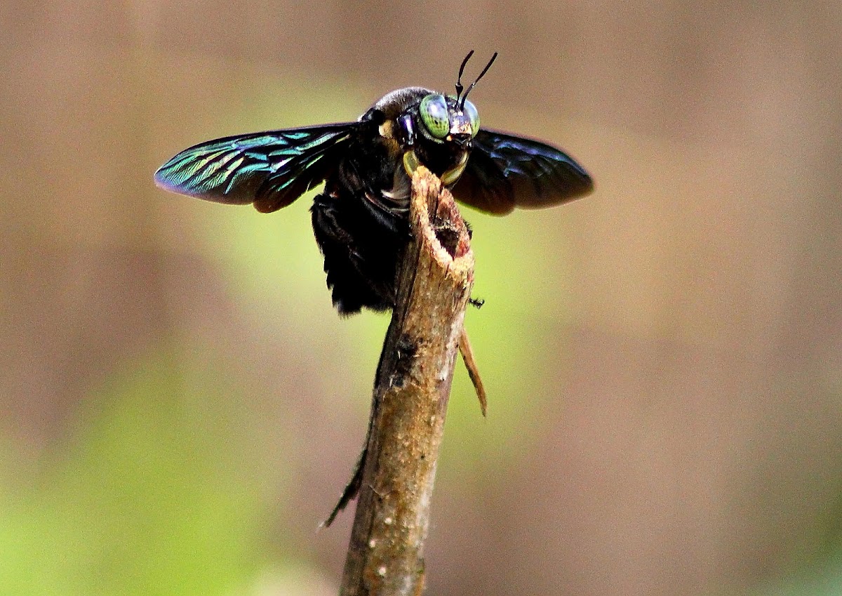 Borneo carpenter bee