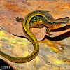 Southern Two-lined Salamander