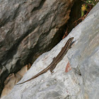 Common Wall Lizard / Mauereidechse