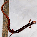 Pacific worm salamander