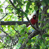 Red-crested Cardinal