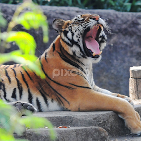 yawning tiger by Ahmad khoirul Hakim - Animals Lions, Tigers & Big Cats