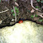 7 Spotted Lady Bug