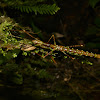 Mossy Stick Insect