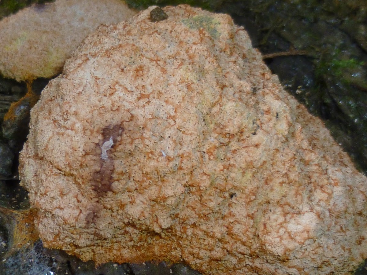 Dog-vomit Slime Mold(aethalium)
