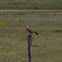 Swainson's Hawk