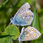 Common Blue