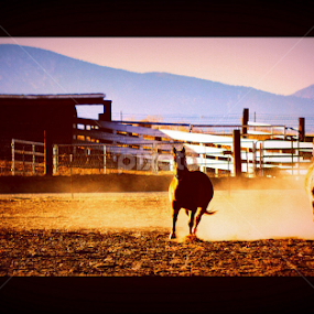 by Candy (Ellison) Downs - Animals Horses